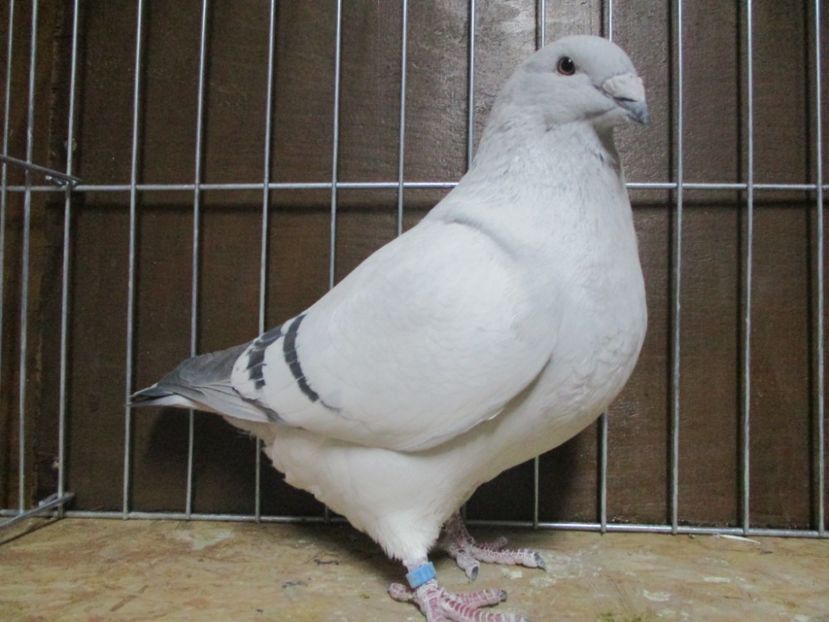 03514-18 - Femele 2019