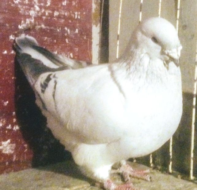  - - A - CRESCATOR POLIVALENT