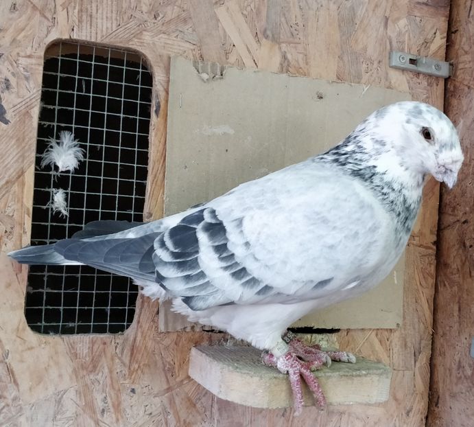 4 - Pui voiajor standard 2018 si maturi