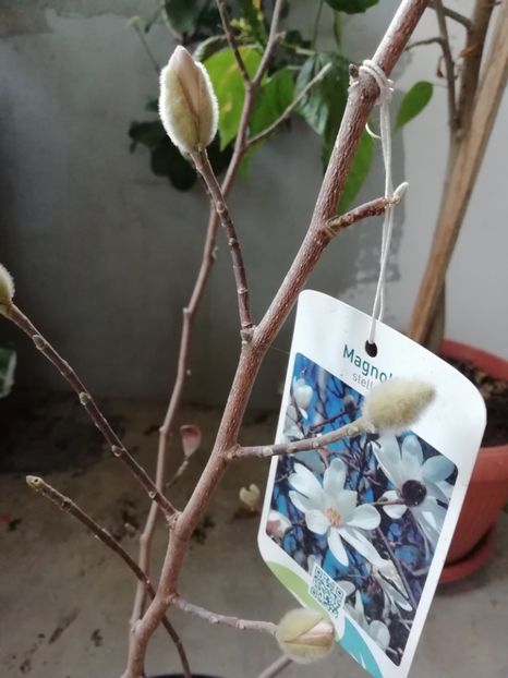 23 ian. 2019 - Magnolia stellata