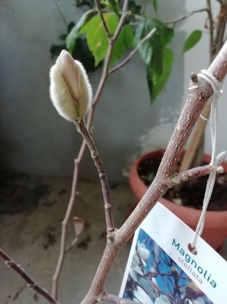 23 ian. 2019 - Magnolia stellata