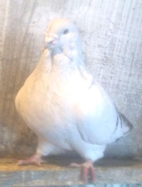  - - A - CRESCATOR POLIVALENT