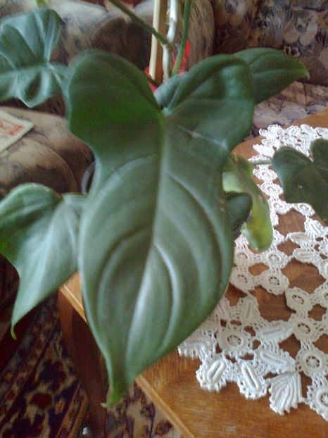  - 003-1 Philodendron