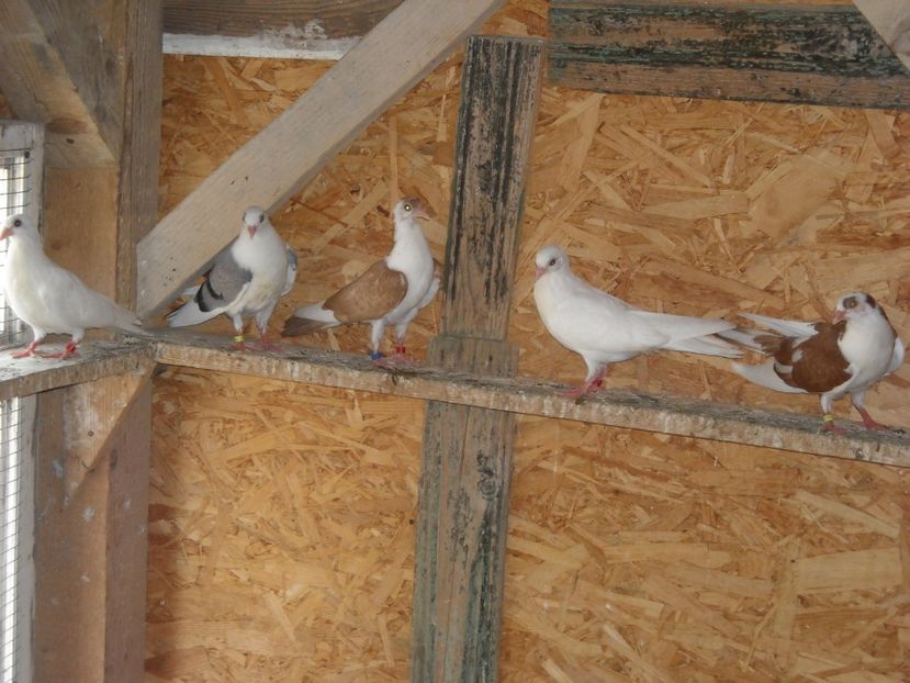  - DE PRIN PORUMBARIE