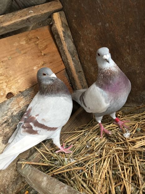 85C7CB01-B7A2-4945-934F-80778E56A40A - vanduti