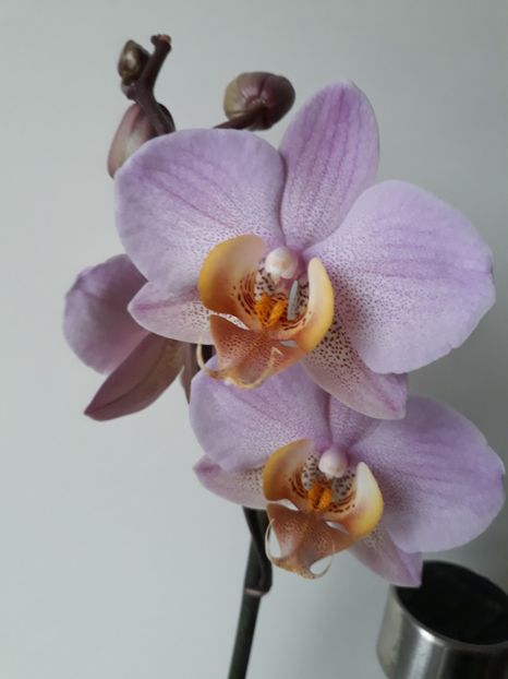  - orhidee 20 15 - reinflorire 2016-2018-2019