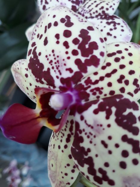  - orhidee 20 15 - reinflorire 2016-2018-2019