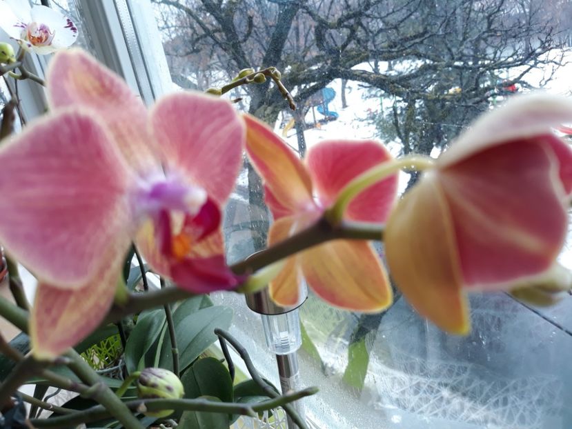  - orhidee 20 15 - reinflorire 2016-2018-2019