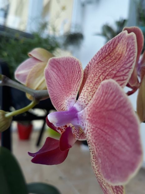  - orhidee 20 15 - reinflorire 2016-2018-2019