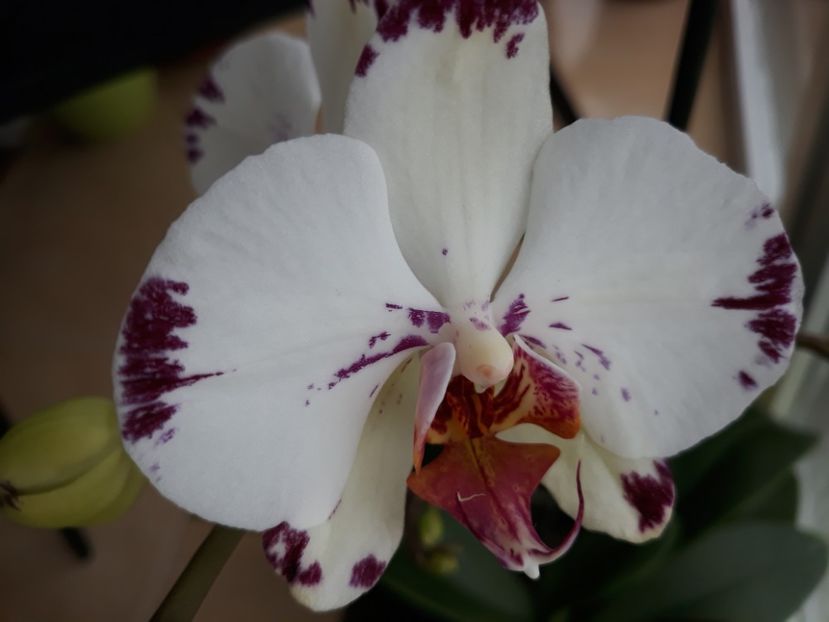  - orhidee 20 15 - reinflorire 2016-2018-2019