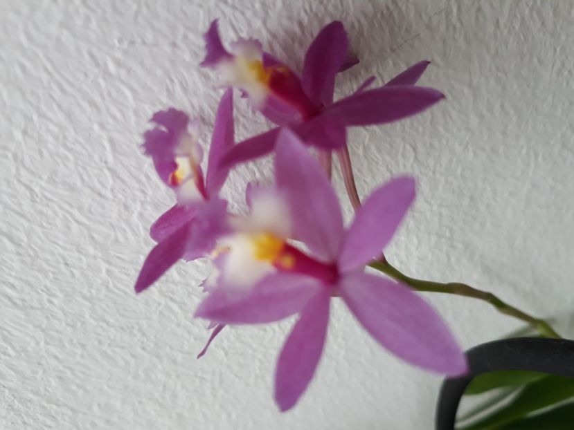  - Epidendrum