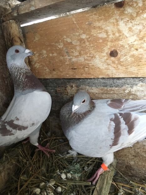 6B7D66CD-434D-4275-BCB7-612697753CF4 - vanduti