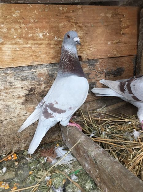 A383A12A-69C1-4DEF-AADF-4FF4A1AD9CA8 - vanduti