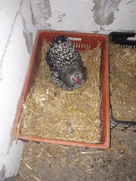  - Wyandotte argintiu