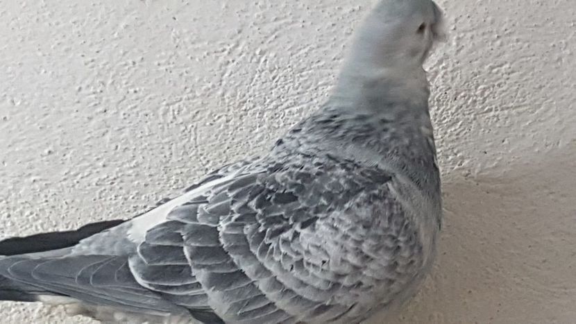  - 0- 24 IANUARIE 2019 MASCULI STANDARD