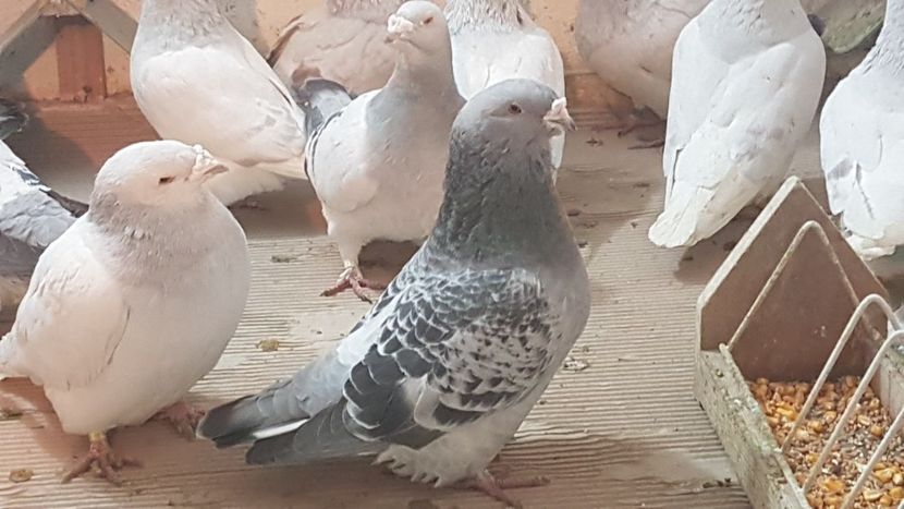  - 0- 24 IANUARIE 2019 MASCULI STANDARD