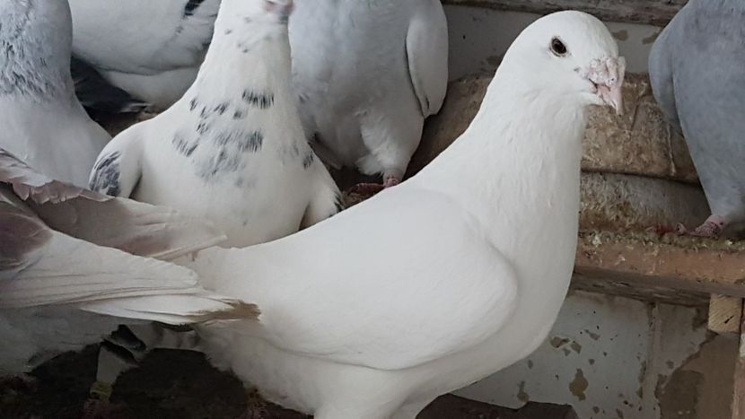  - 0- 24 IANUARIE 2019 MASCULI STANDARD