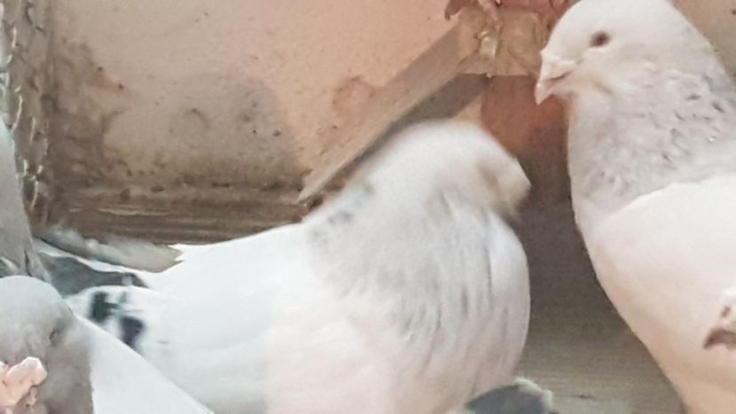  - 0- 24 IANUARIE 2019 MASCULI STANDARD