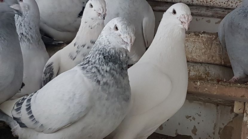  - 0- 24 IANUARIE 2019 MASCULI STANDARD