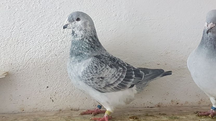  - 0- 24 IANUARIE 2019 MASCULI STANDARD