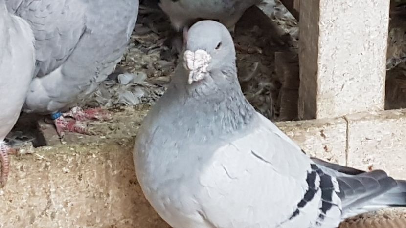  - 0- 24 IANUARIE 2019 MASCULI STANDARD