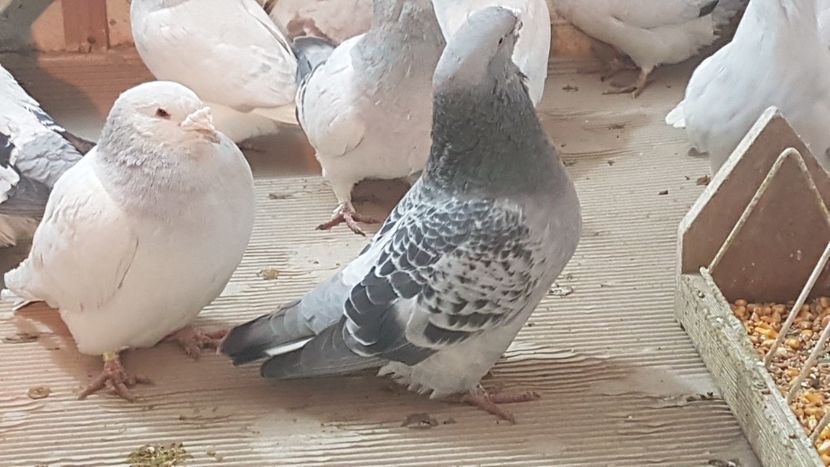  - 0- 24 IANUARIE 2019 MASCULI STANDARD