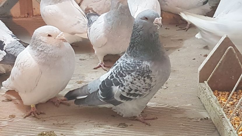  - 0- 24 IANUARIE 2019 MASCULI STANDARD