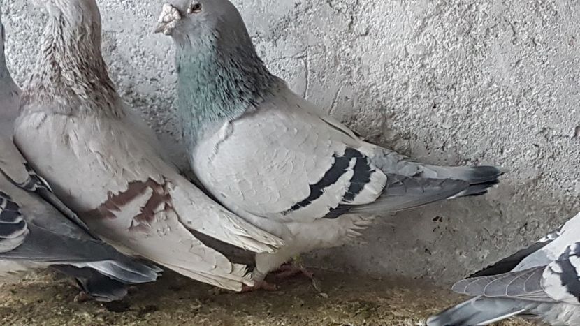  - 0- 24 IANUARIE 2019 MASCULI STANDARD