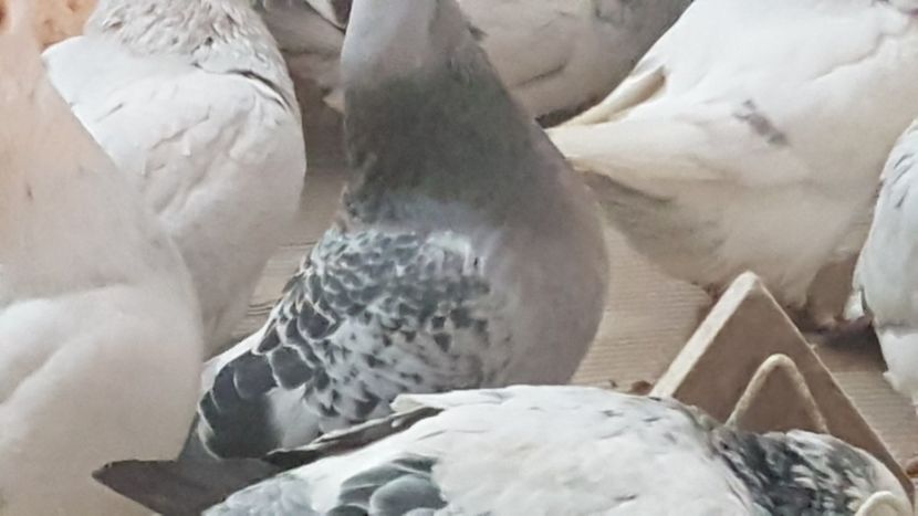  - 0- 24 IANUARIE 2019 MASCULI STANDARD