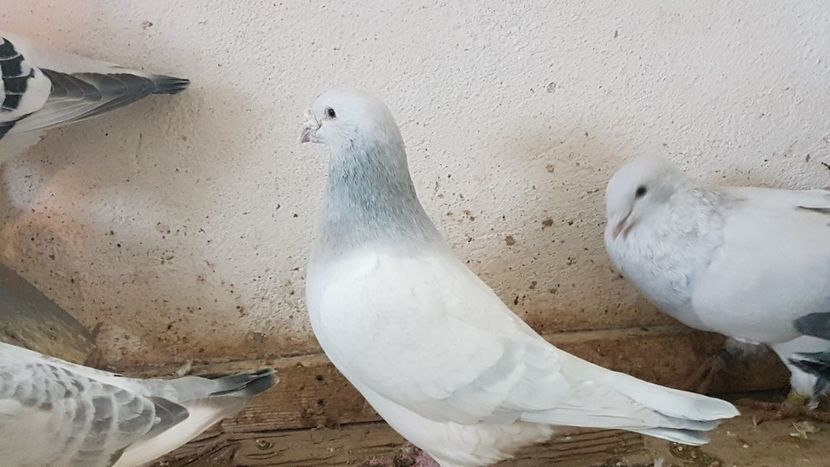  - 0- 24 IANUARIE 2019 MASCULI STANDARD