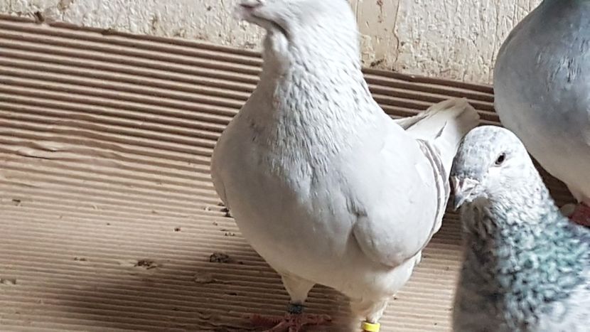  - 0- 24 IANUARIE 2019 MASCULI STANDARD