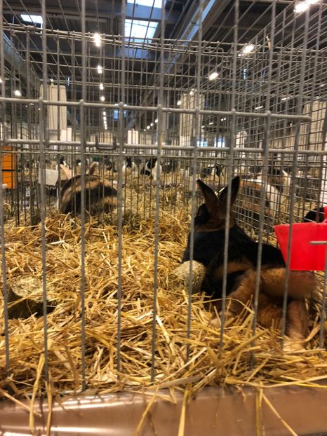 B9E42C25-4ED1-43BE-B6D8-65499113175B - Expozitia Europeana 2018 Herning