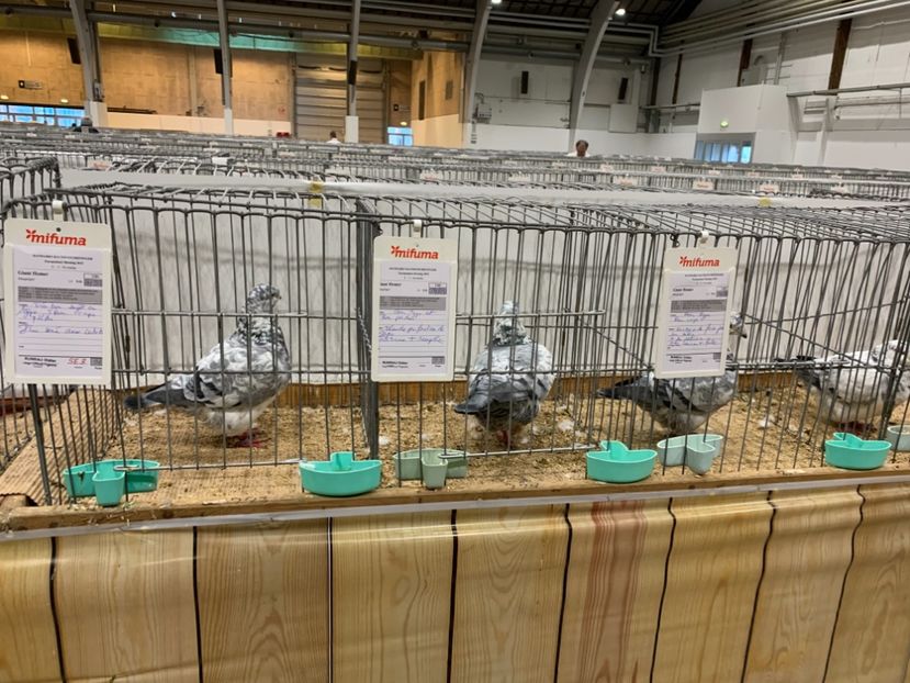 328493B4-62CA-4EAF-8CAD-141BA01B7D7D - Expozitia Europeana 2018 Herning