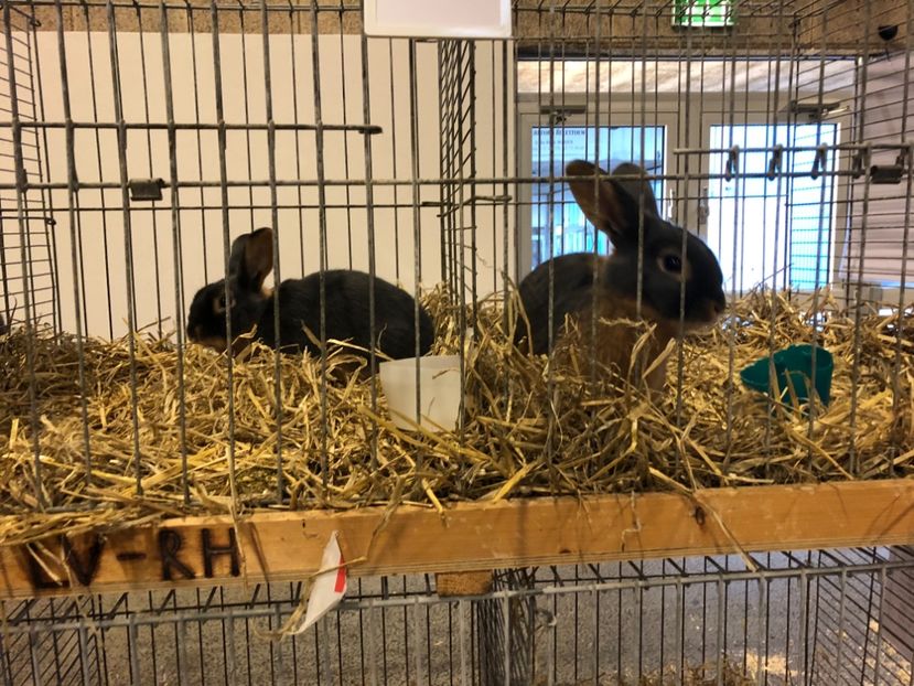 D75E85B3-F902-4F87-BAD4-8110C04A9182 - Expozitia Europeana 2018 Herning