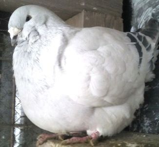 110199065_ZCRIDDJ3 - Copy - - A - CRESCATOR POLIVALENT