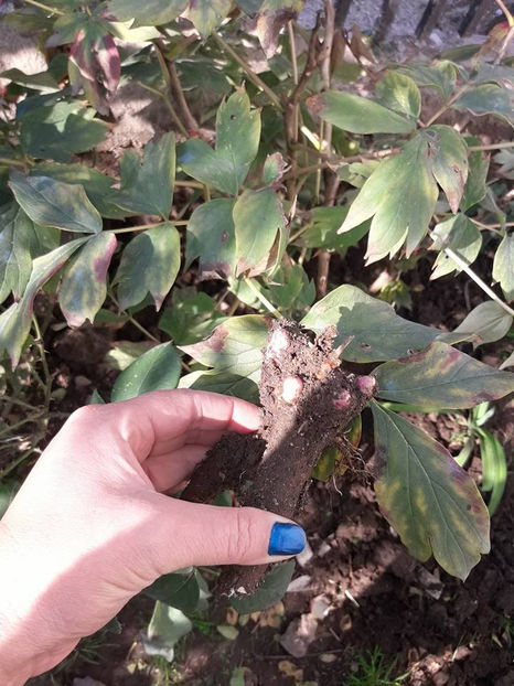 Din neatenție am taiat din bujor arbustiv..oare se prinde dacă îl plantez - Primul meu bujor arbustiv