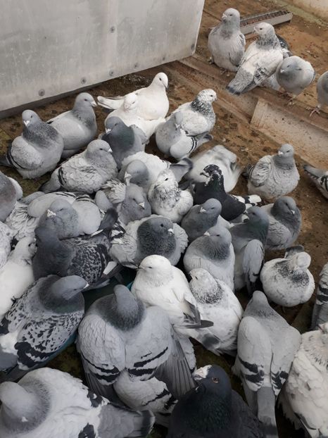 Aglomerație  mare - Porumbei standard 2019