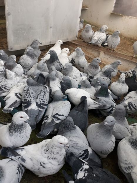 Continuă  balaceala - Porumbei standard 2019