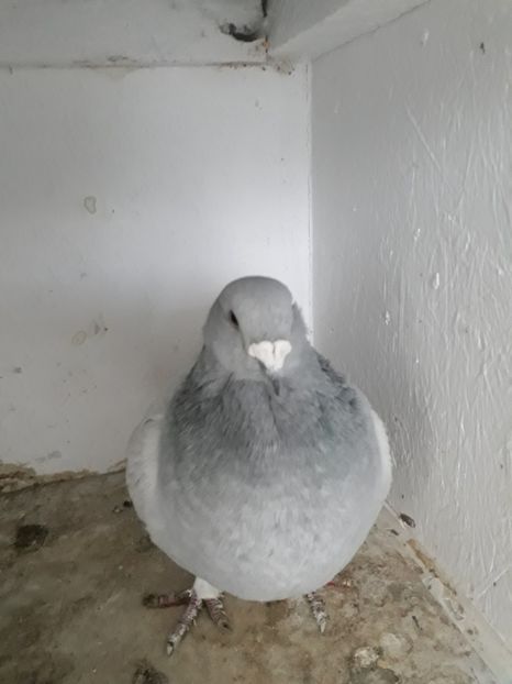 F 2018 - Porumbei standard 2019