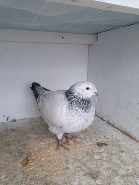 M 2018 - Porumbei standard 2019