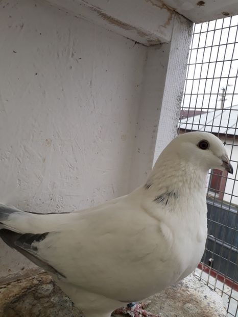 F 2018 - Porumbei standard 2019