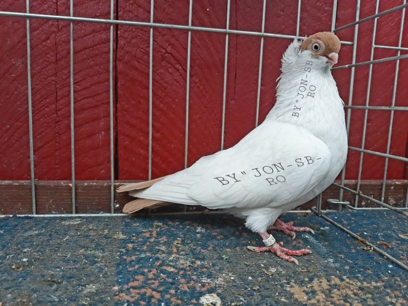 HAMBURG PIGEON - A--PICTURES OF MY PIGEON BREEDS