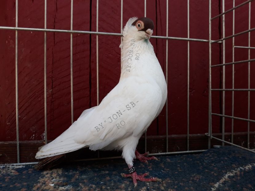 KALOTA DE HAMBURG - A--PICTURES OF MY PIGEON BREEDS