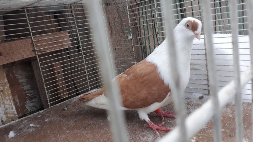  - Galateni baltati pe galben