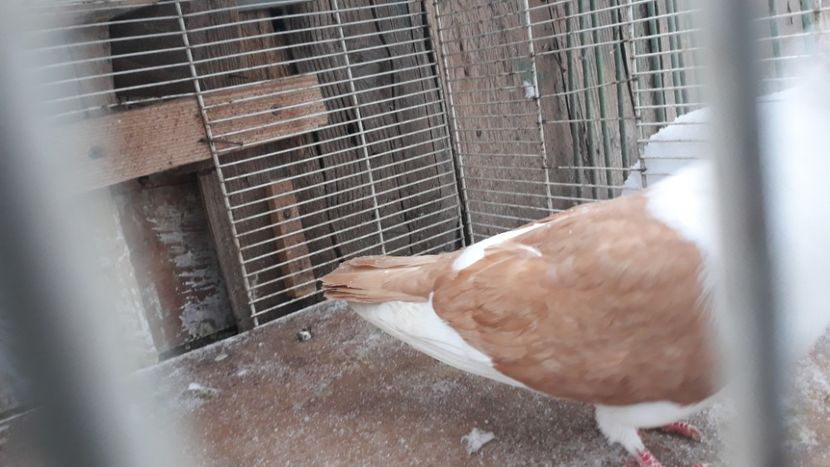  - Galateni baltati pe galben