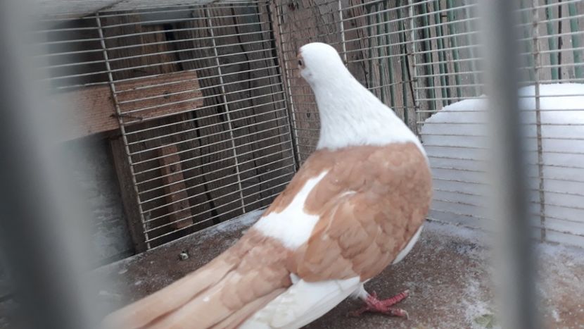  - Galateni baltati pe galben