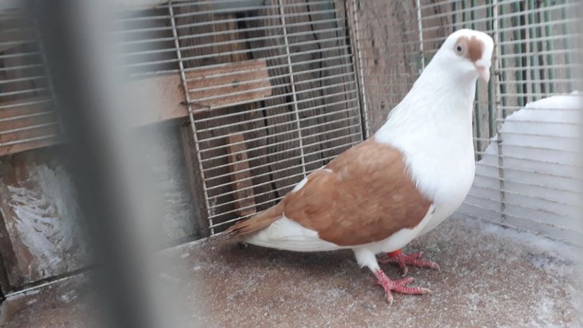  - Galateni baltati pe galben