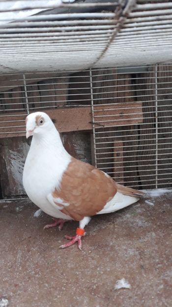  - Galateni baltati pe galben