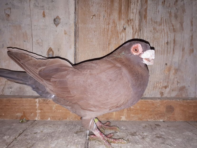 F 2017 vîndută - I _ carunculați 2019