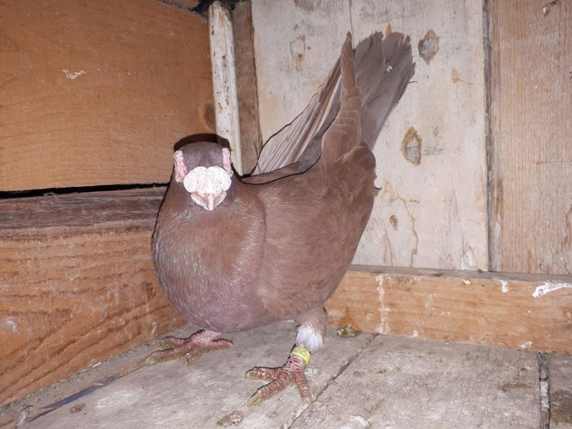  - I _ carunculați 2019